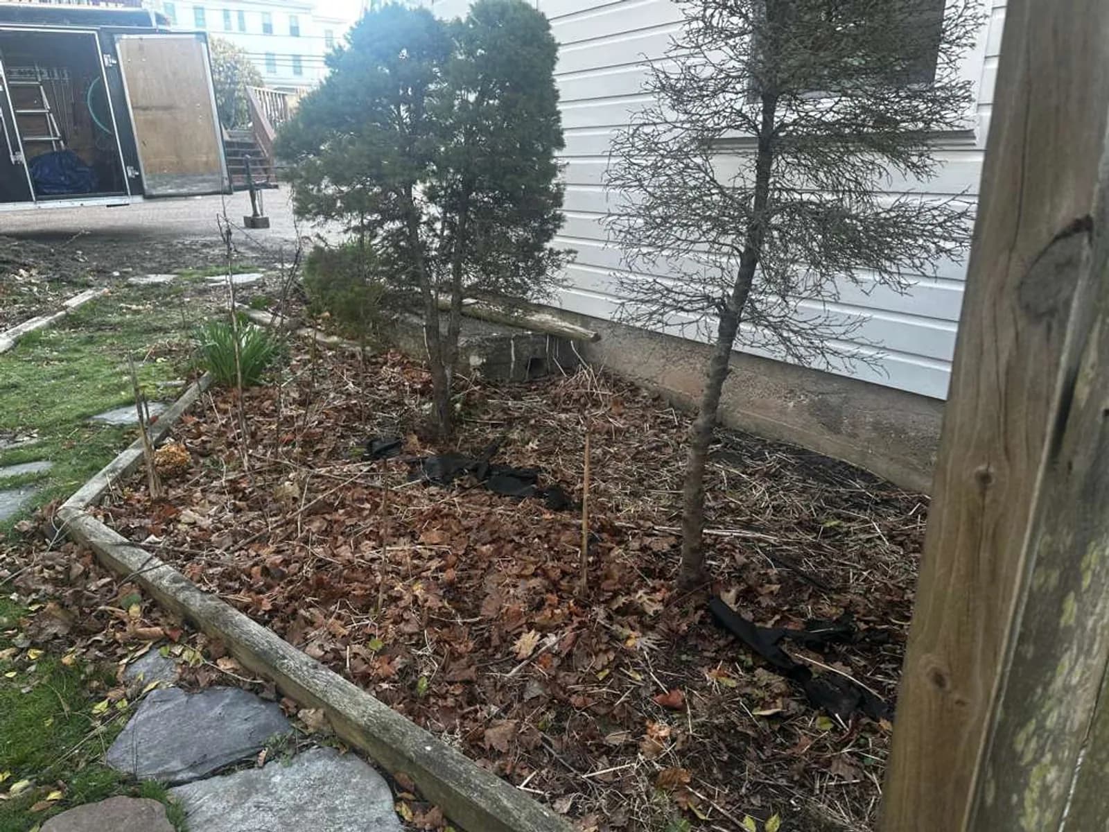 An Aldo Unlimited foundation bed cleared of brush — mature evergreens stand against white siding after a full property cleanup.